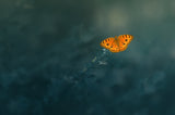 Mood Butterfly Poster och Canvastavla