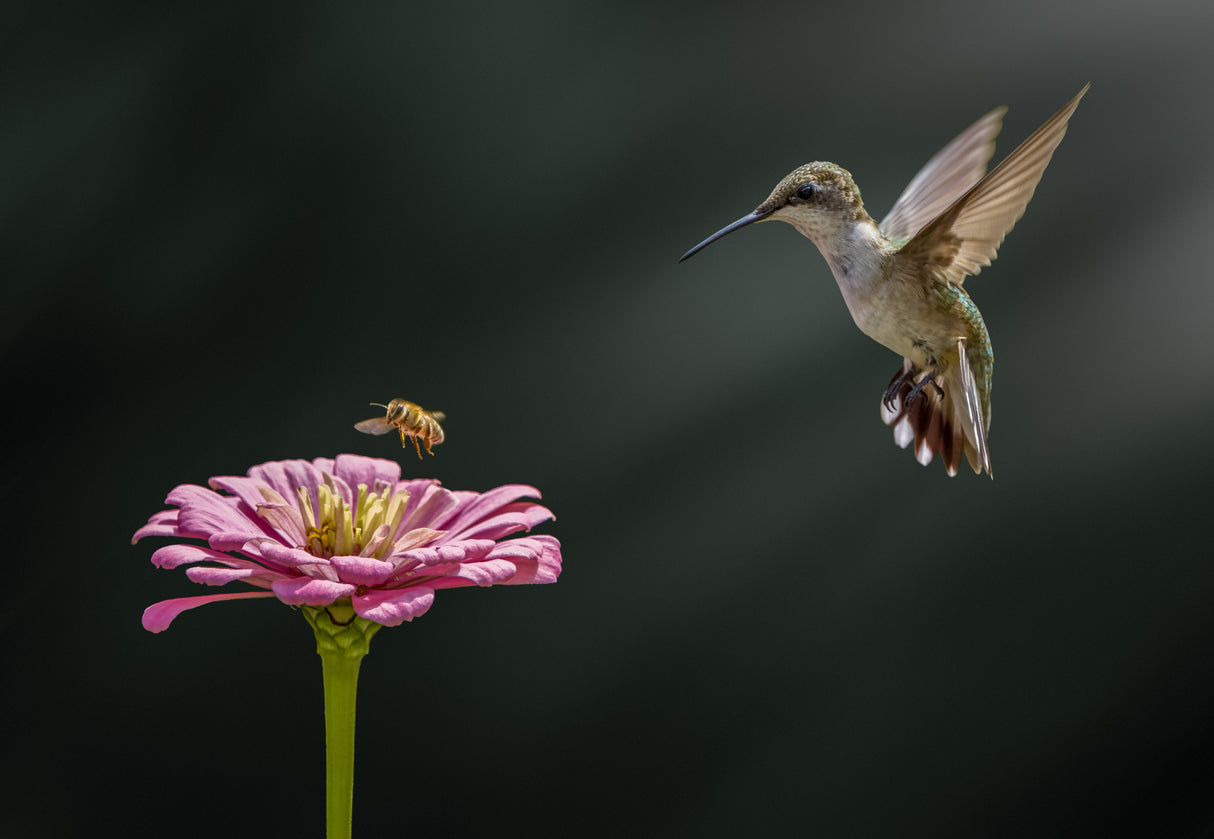 Hummingbird, bee, and flower Poster och Canvastavla