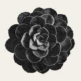 Succulent 06 Poster och Canvastavla