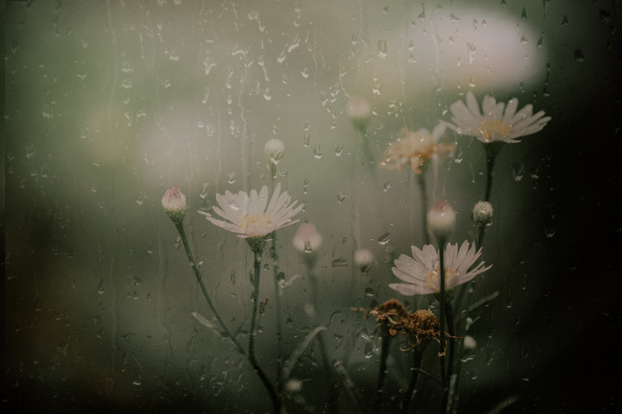 daisy in rain Poster och Canvastavla