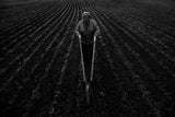 The farmer into the line Poster och Canvastavla
