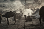 Camel market 3850 Poster och Canvastavla