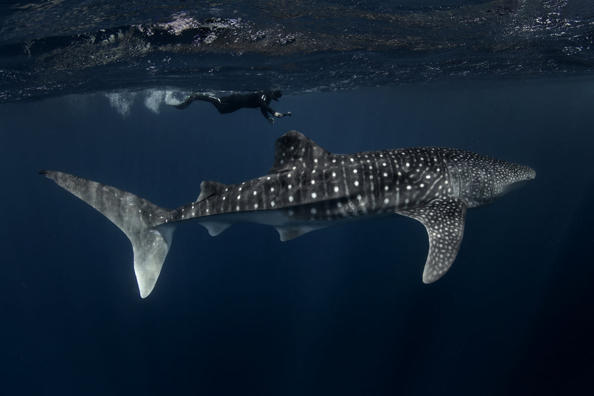 Whale Shark and Chaser Poster och Canvastavla