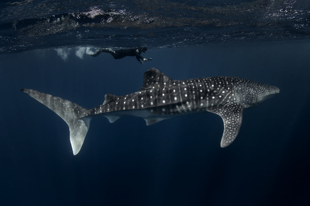 Whale Shark and Chaser Poster och Canvastavla