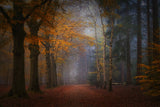 The magic of forest colors Poster och Canvastavla