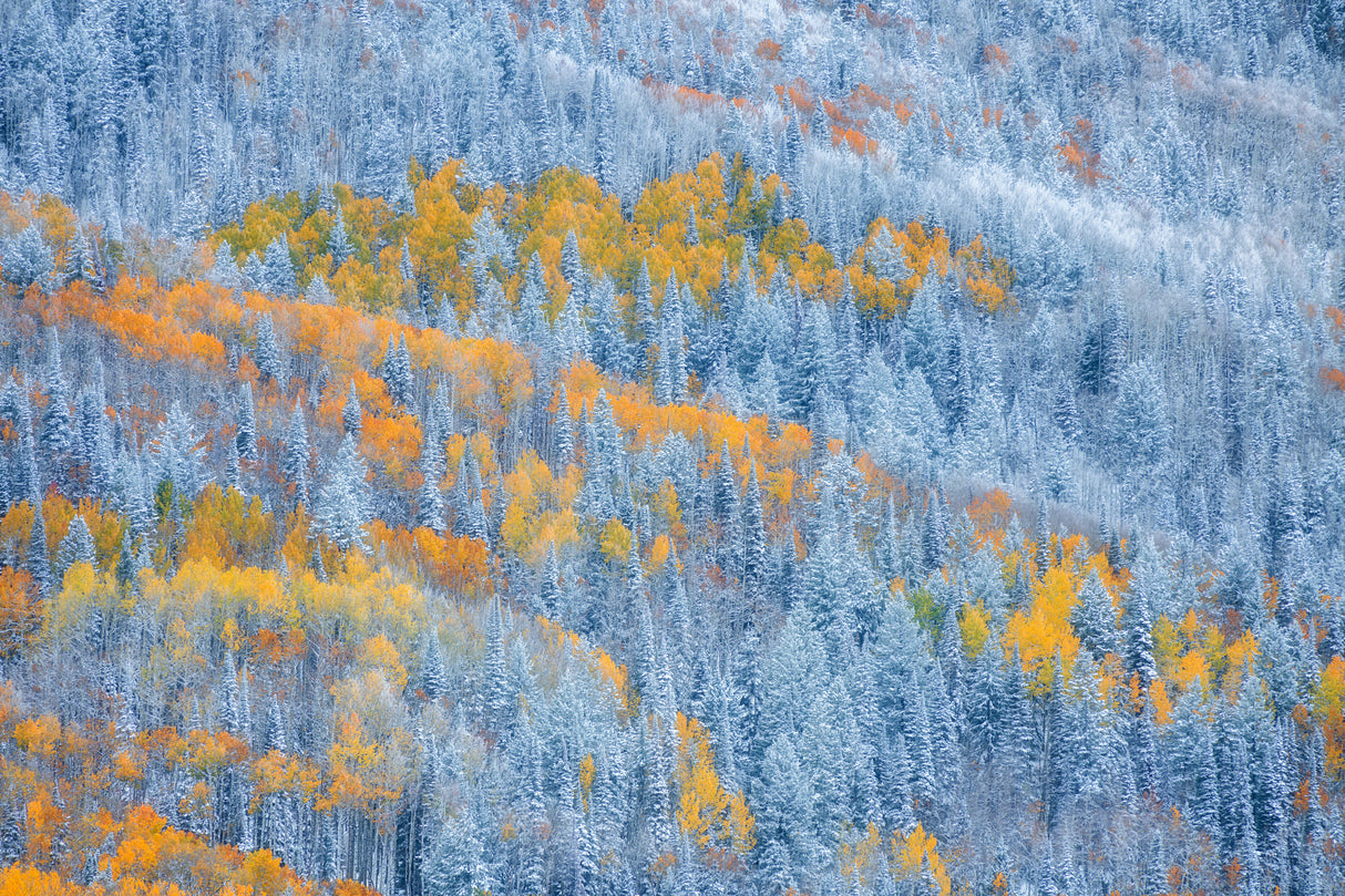 Transition of Seasons Poster och Canvastavla