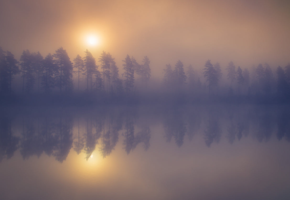 Misty trees Poster och Canvastavla