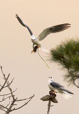 White tailed kite Poster och Canvastavla