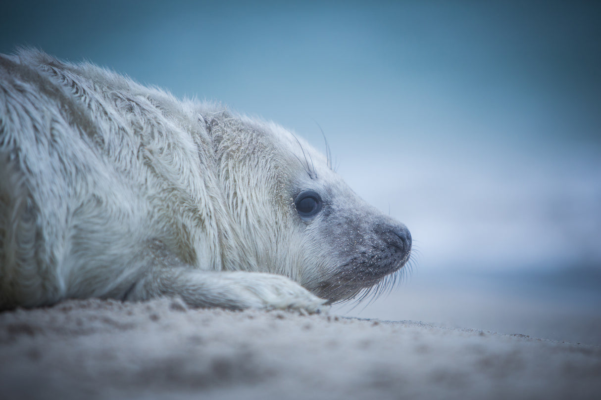 Baby Seal Poster och Canvastavla