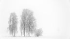 Winterstimmung Poster och Canvastavla