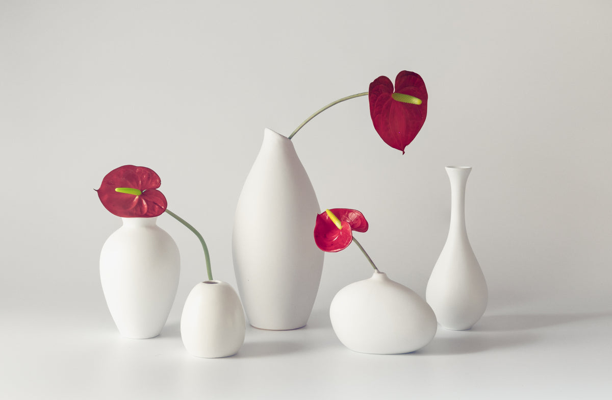 Anthurium Poster och Canvastavla