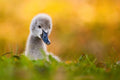 Black swan Poster och Canvastavla