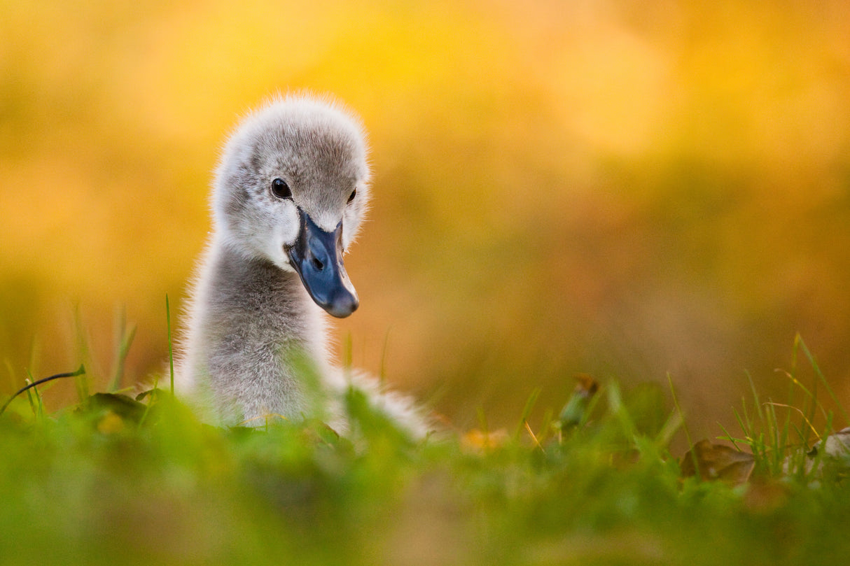 Black swan Poster och Canvastavla