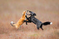 Foxs Playing Poster och Canvastavla