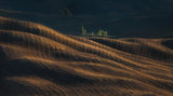 Fields of gold Poster och Canvastavla
