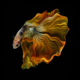 THE GOLDEN BETTA Poster och Canvastavla