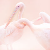 Pelican Poster och Canvastavla