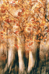Brilliant autumn Poster och Canvastavla