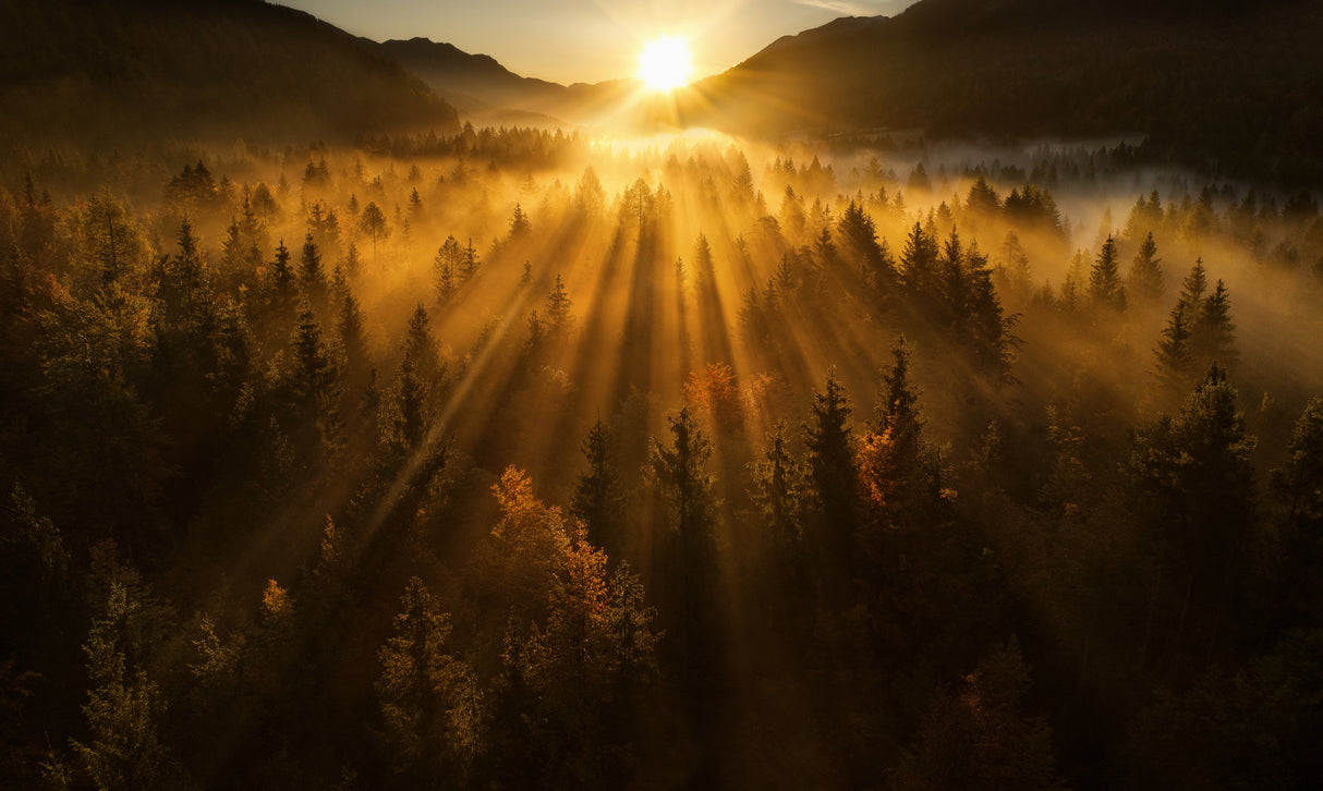 Aerial shot of an autumn forest Poster och Canvastavla