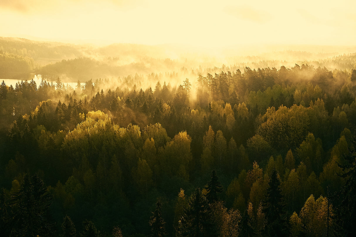 Fading mist Poster och Canvastavla