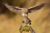 Little owls Poster och Canvastavla