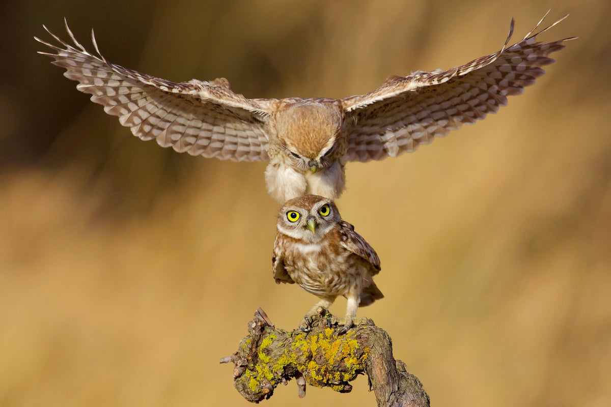 Little owls Poster och Canvastavla