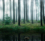 Lake in forest Poster och Canvastavla