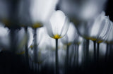 White in white Poster och Canvastavla