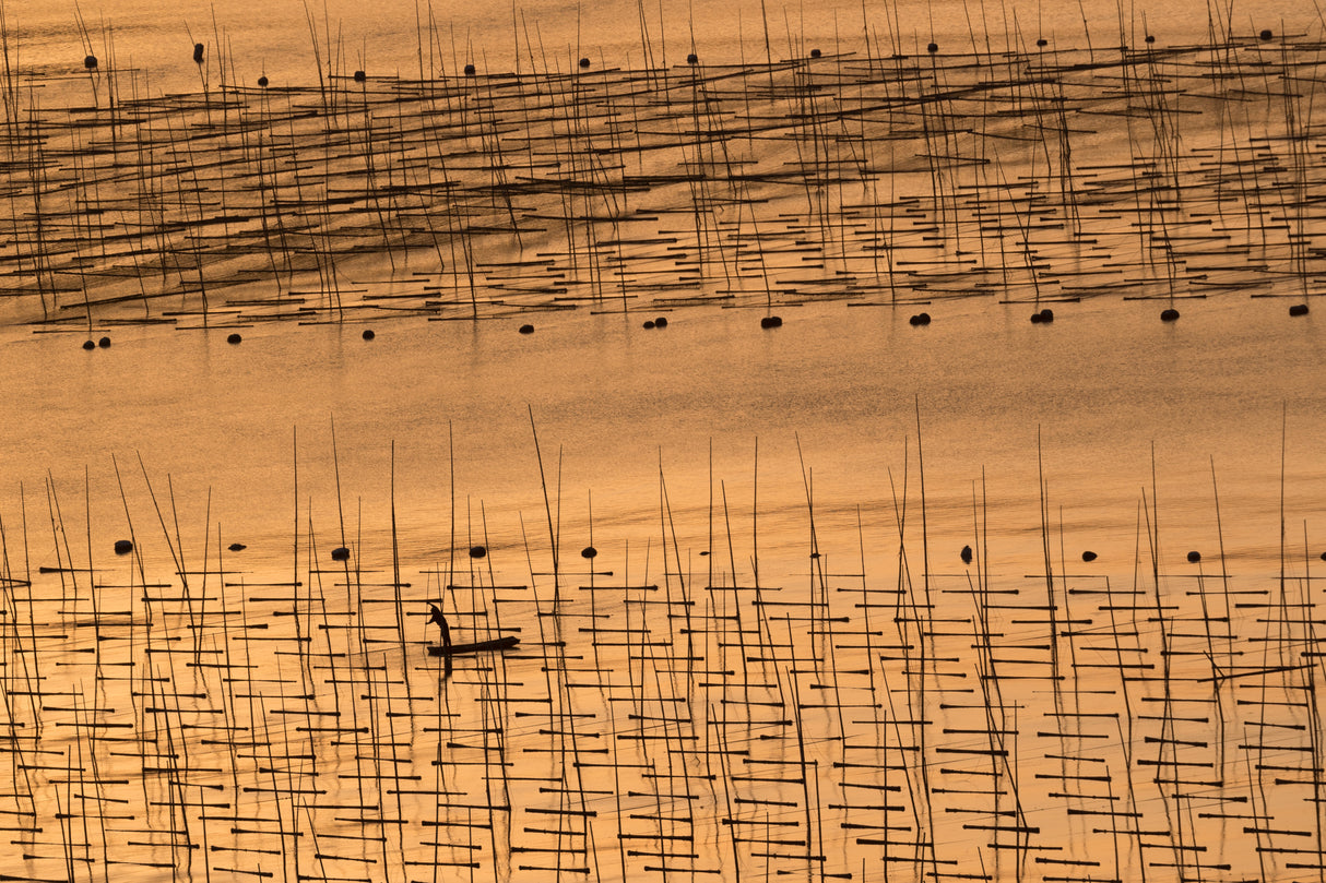 An aquaculture farmer and his farm under sunset Poster och Canvastavla