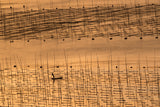 An aquaculture farmer and his farm under sunset Poster och Canvastavla
