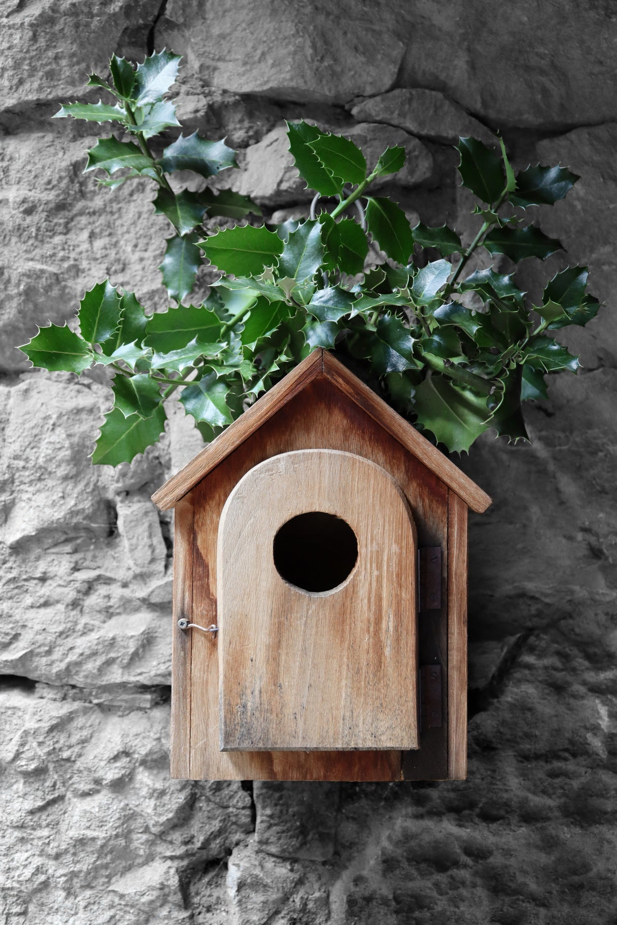 Holly birdhouse Poster och Canvastavla