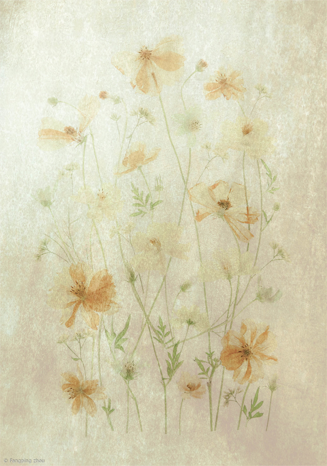Yellow Cosmos Poster och Canvastavla