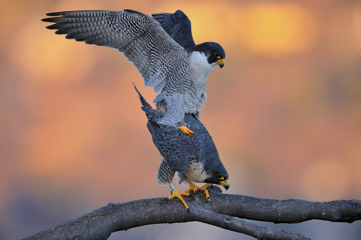 Peregrine Falcon Poster och Canvastavla
