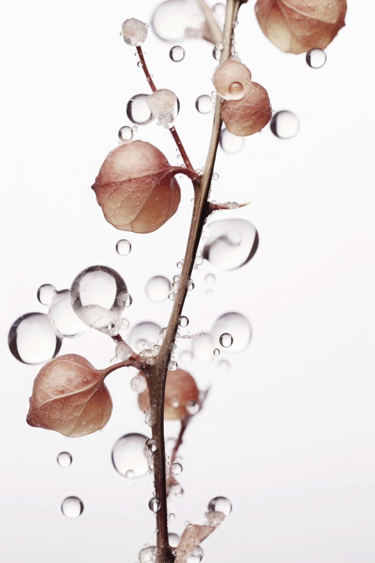 Drops On Leaf Poster och Canvastavla