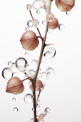 Drops On Leaf Poster och Canvastavla