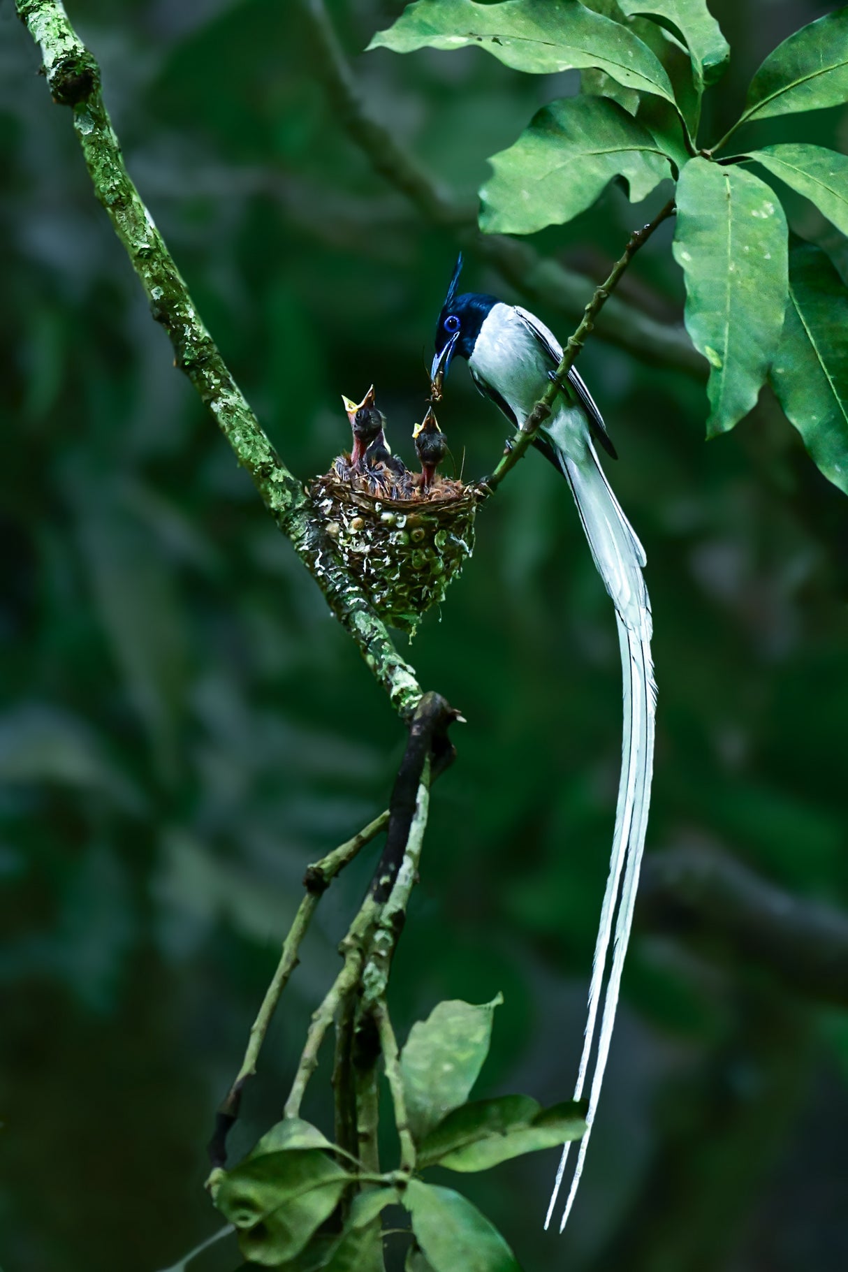 Indian paradise flycatcher Poster och Canvastavla