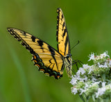 Eastern tiger swallowtail Poster och Canvastavla