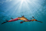 Weedy Seadragon in the Light Poster och Canvastavla