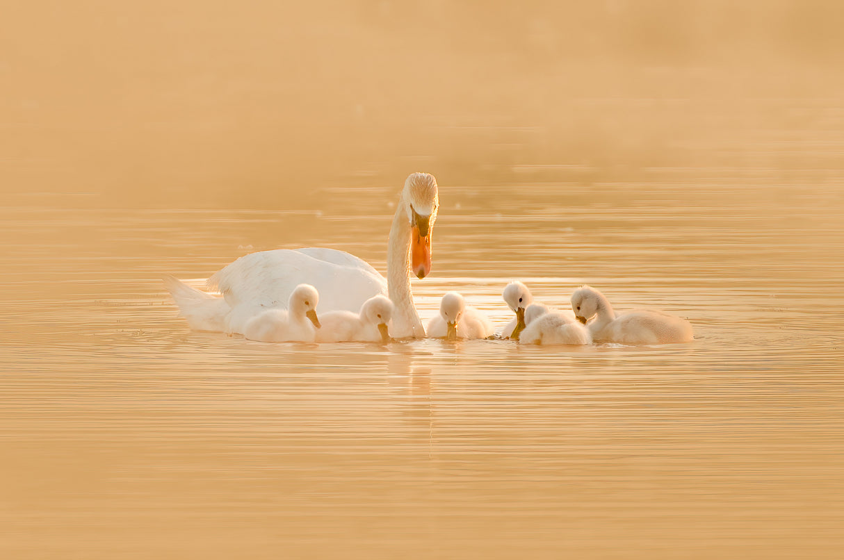 Swan Mother And Her Babies Poster och Canvastavla