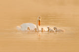 Swan Mother And Her Babies Poster och Canvastavla
