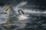 Swan Poster och Canvastavla