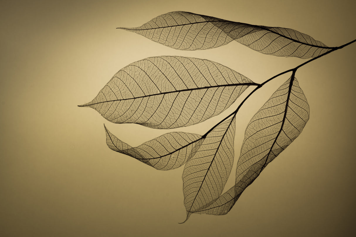 Leaf Poster och Canvastavla