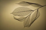 Leaf Poster och Canvastavla
