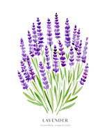Lavender I Poster Kitchen poster eller kökstavla