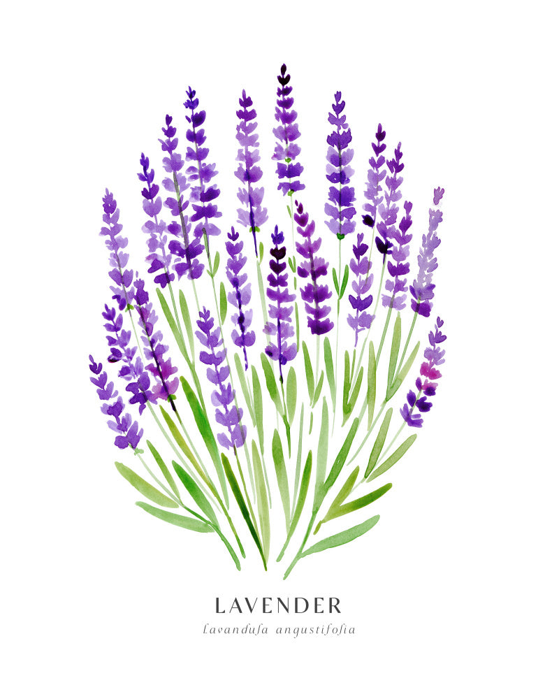 Lavender I Poster Kitchen poster eller kökstavla