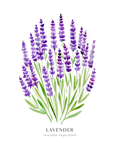 Lavender I Poster Kitchen poster eller kökstavla