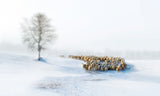 In Snow Poster och Canvastavla