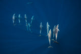 Dolphin group Poster och Canvastavla