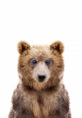 Baby Bear Poster och Canvastavla