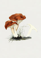 Hand Drawn Rufous Milkcap Mushroom Poster och Canvastavla